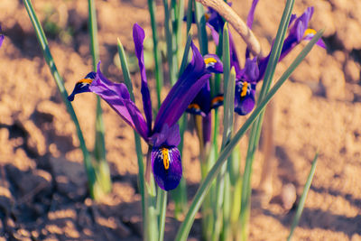 flowering plant