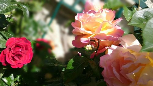 Close-up of pink rose