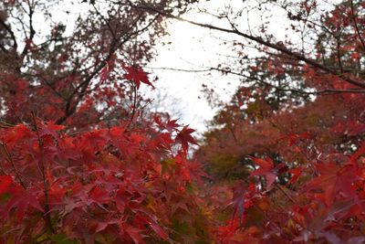 Trees in autumn