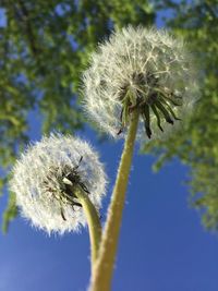 Close-up of dandelion