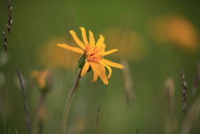 Close-up of yellow flowering plant