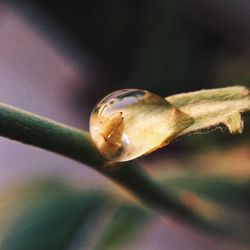 Close-up of snail