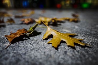 Close-up of yellow maple leaves on road
