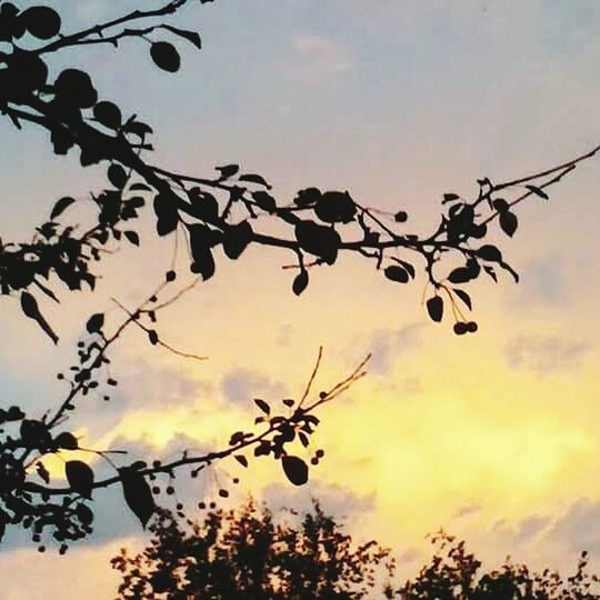 branch, sky, nature, low angle view, plant, no people, tree, silhouette, plant part, beauty in nature, growth, leaf, cloud - sky, outdoors, twig, freshness, focus on foreground, sunset, close-up, food, flock of birds