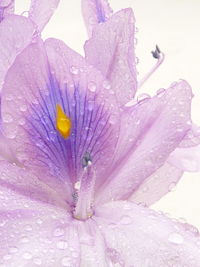 Close-up of wet purple flower