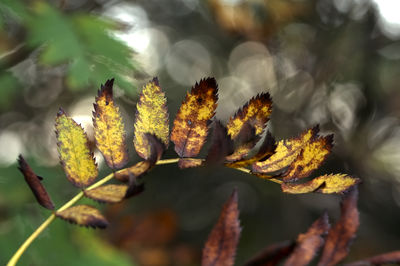 Close-up of autumnal leaves on plant