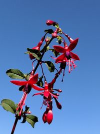 Low angle view of red flowering plant against clear blue sky