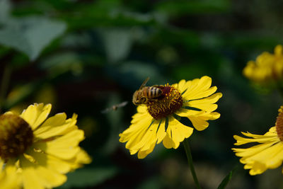 Close-up of insect on yellow flower