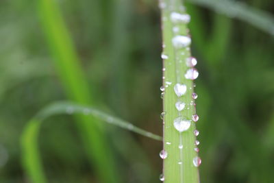 Close-up of wet grass