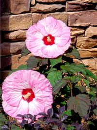 Close-up of pink flowering plants