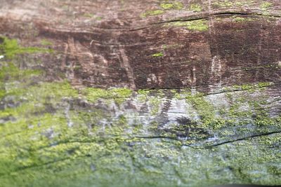 Full frame shot of tree trunk