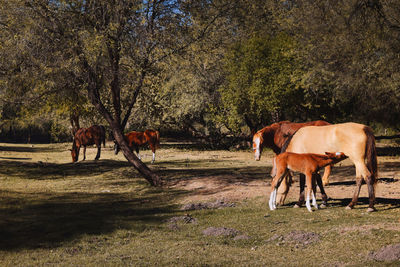 Horses grazing in a field