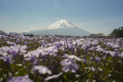 Purple flowering plants on snow covered land against sky