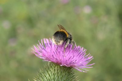 Close-up of bee pollinating on pink flower