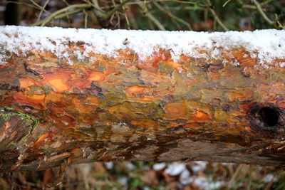 Close-up of wet leaves