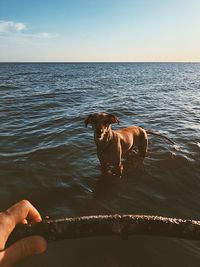 Cropped image of hand holding stick while dog standing in sea