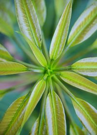 Close-up of plant