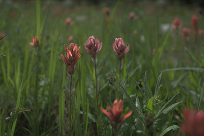 Close-up of flowering plants on field