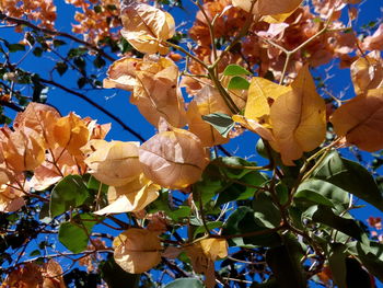 Low angle view of tree against blue sky