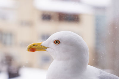 Close-up of seagull on window