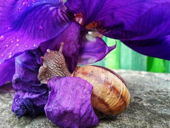 Close-up of purple iris