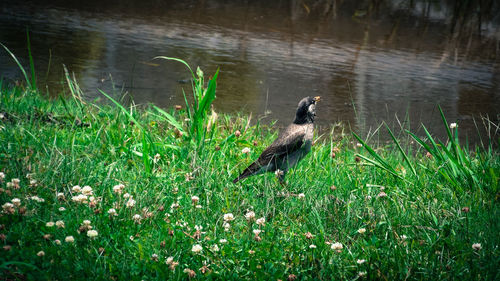 Bird flying over lake