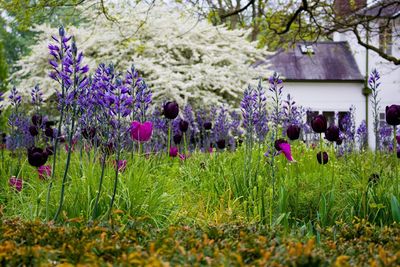 Purple flowers growing in field