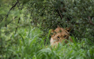 Portrait of lioness amidst plants in forest