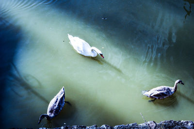 High angle view of swans swimming in lake