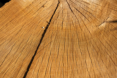 Full frame shot of tree stump