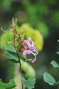 Close-up of pink flowers blooming outdoors