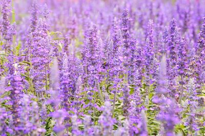 Close-up of purple flowering plants on field