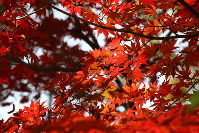 Low angle view of maple leaves on tree