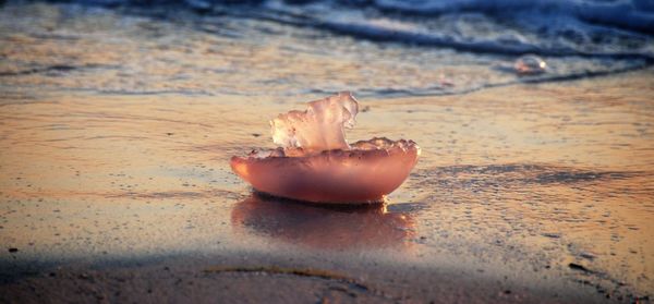 Close-up of shell on sand