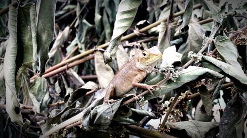 Close-up of squirrel on tree