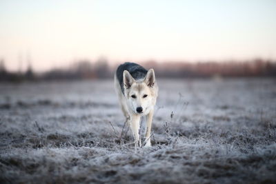 Portrait of dog on field