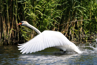 Swan in water