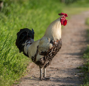 Rooster on footpath 