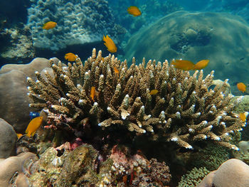 Marine life under sea water, underwater landscape photography, colorful sea life