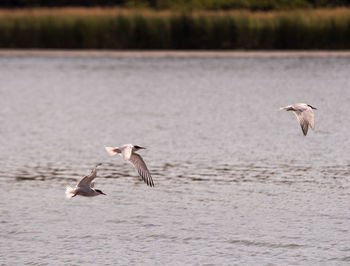 Birds flying over lake