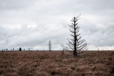 Old broken tree in nature reserve high fens, belgium.