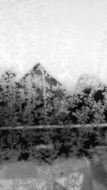 Close-up of wet tree against sky