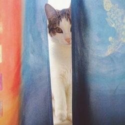 Close-up of cat against sky