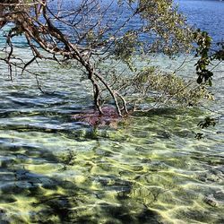 Reflection of trees in water