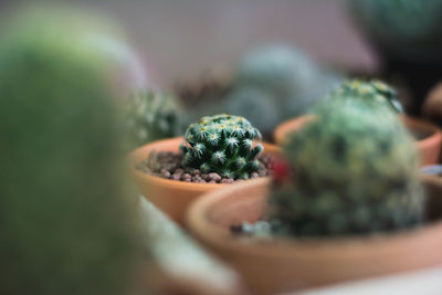 Close-up of fruits on table