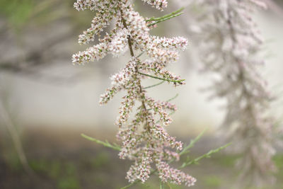 Close-up of cherry blossom tree