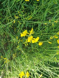 Close-up of yellow flowering plant on field