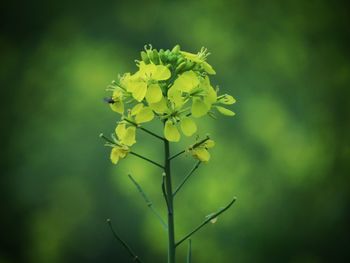 Close-up of yellow flowering plant