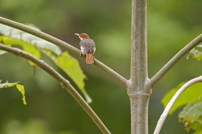 Bird perching on railing