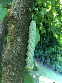 Close-up of leaf on tree trunk in forest